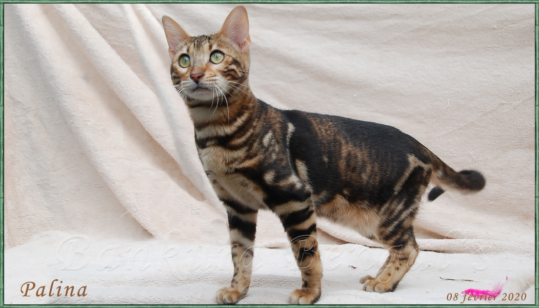 Chatterie Bankura Bengal S Elevage De Chats Bengal Chatons Bengal Brown Silver Snow