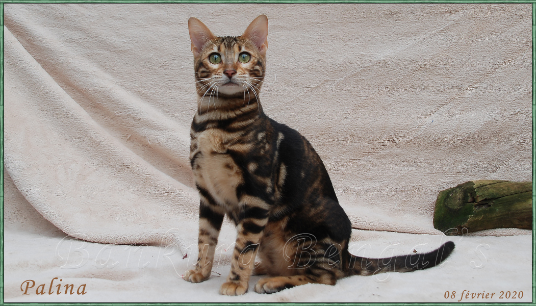 Chatterie Bankura Bengal S Elevage De Chats Bengal Chatons Bengal Brown Silver Snow
