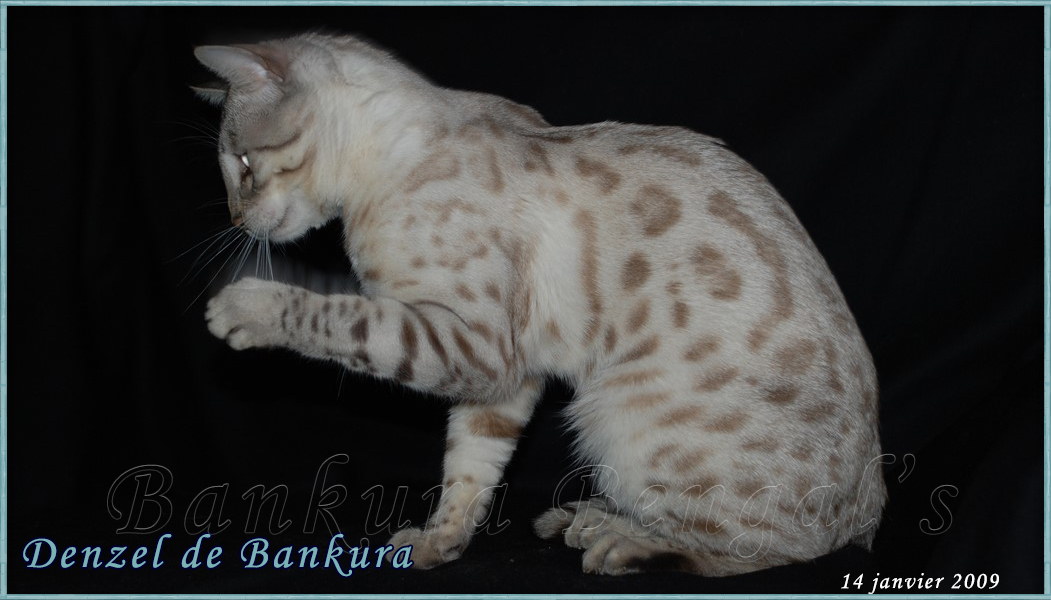 bengal sela silver tabby point - Snow Lynx Silver Bankura bengals