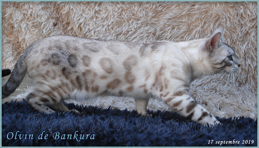 bengal seal tabby point - snow lynx
Bankura bengals