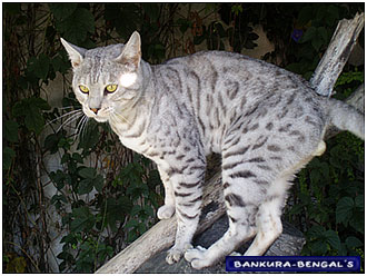 bengal silver